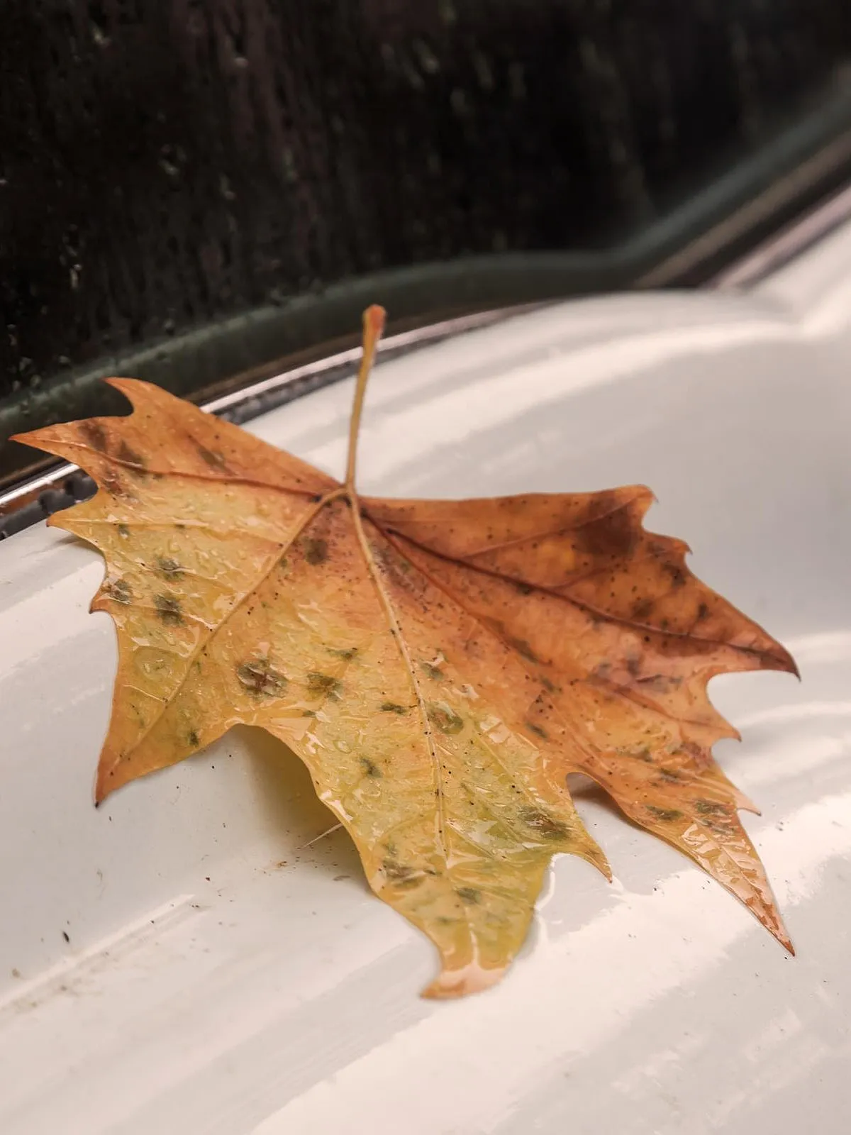 Oldtimer-Versicherung wechseln: Tipps